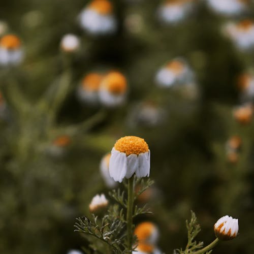 ฟรี คลังภาพถ่ายฟรี ของ การถ่ายภาพมาโคร, ดอกไม้สีขาว, พื้นหลังเบลอ คลังภาพถ่าย