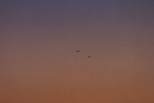 Free Silhouetted birds flying against a warm, colorful sunset sky. Stock Photo