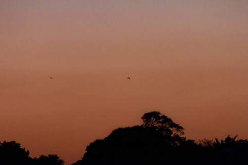 Free A tranquil sunset scene with silhouetted birds flying across the sky and trees in the foreground. Stock Photo