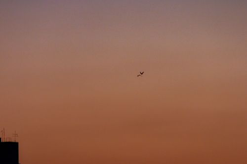 Free Beautiful sunset with birds flying in a clear sky, creating a serene outdoor scene. Stock Photo