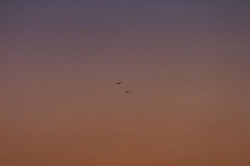 Free Two birds silhouetted against a vibrant sunset sky, evoking freedom and tranquility. Stock Photo