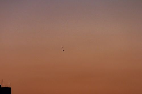Free Three birds flying in silhouette against a vibrant sunset sky with building in view. Stock Photo