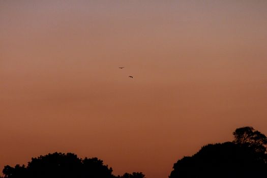 Silhouette of birds flying over trees against a warm, dusky sky.