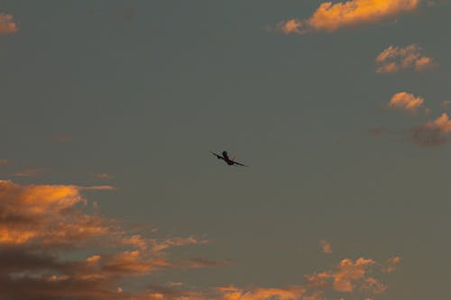 Immagine gratuita di aereo, alba, bellezza nella natura