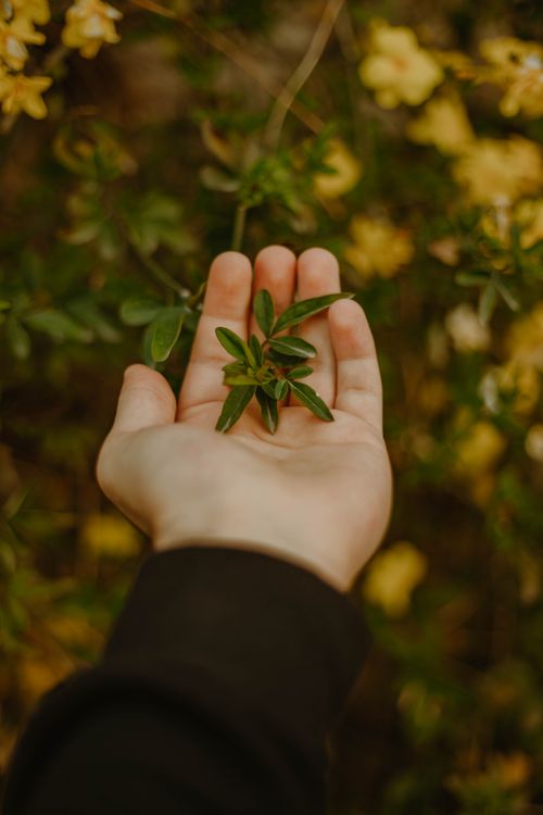 Free A close-up photo of a hand holding green leaves outdoors amidst blurred yellow flowers. Stock Photo