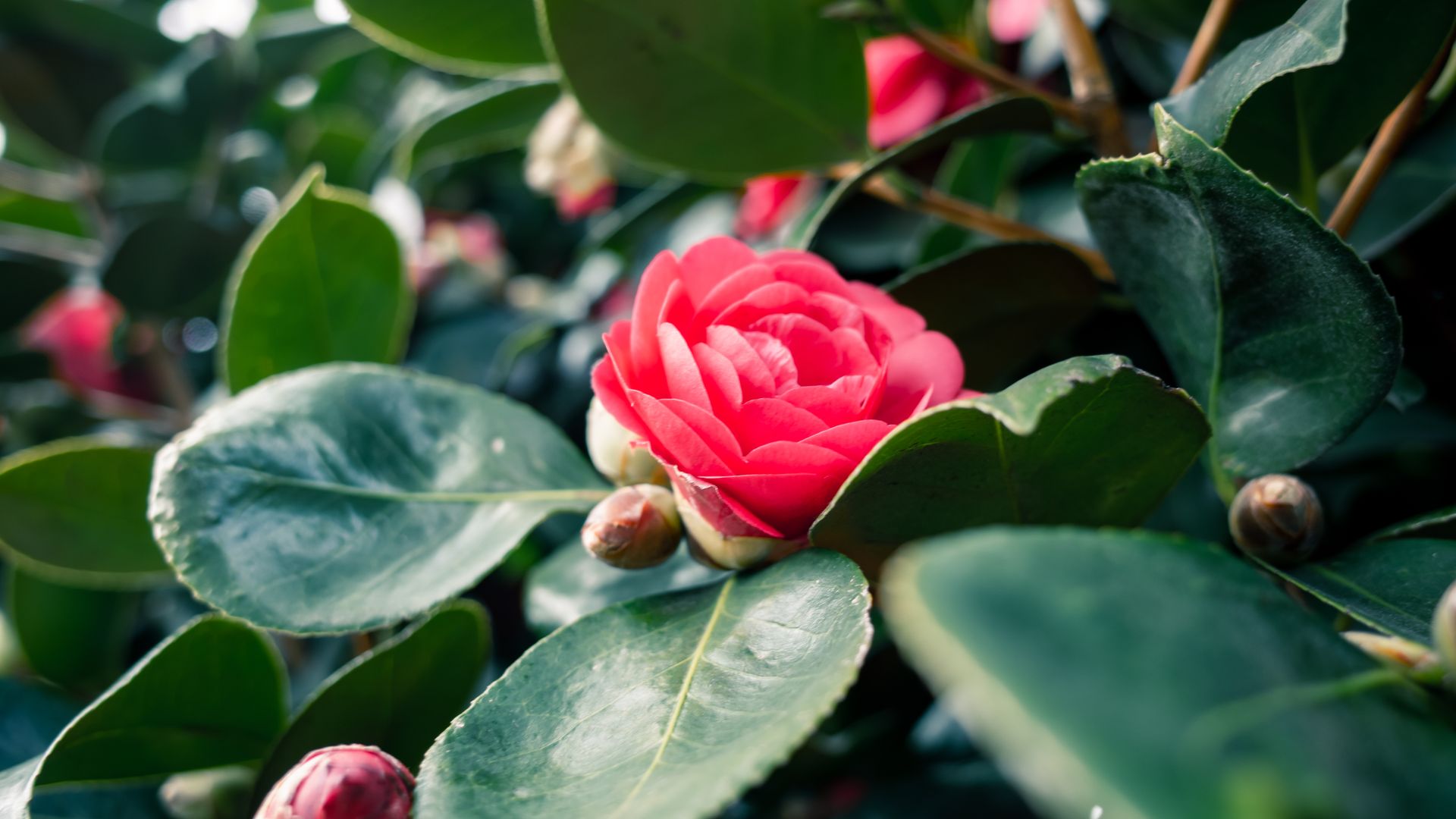Close-up of a vibrant pink camellia blossom amidst green leaves, showcasing nature's beauty.