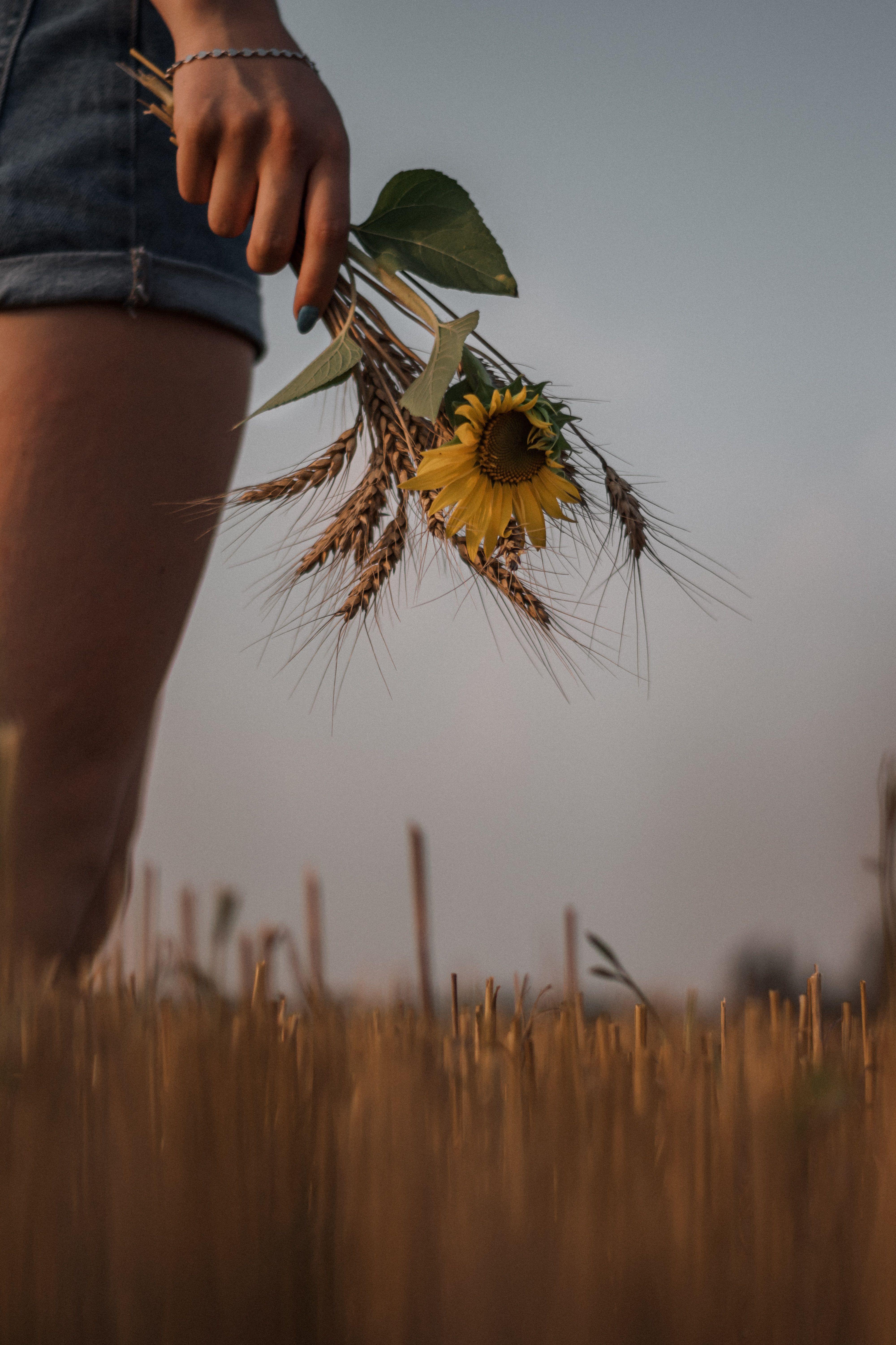 A person holds sunflowers and wheat in a Romanian field at sunset, depicting summer's essence.