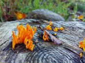 Orange Moss on Black Wood