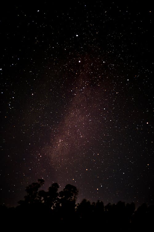 Silhouette of Trees Under a Starry Night Sky 