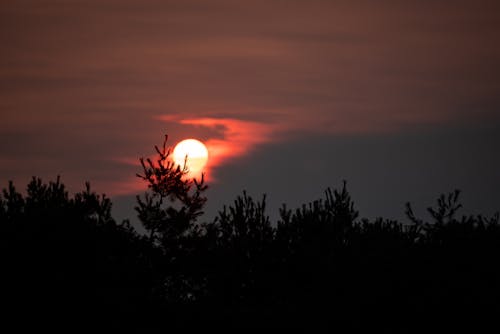 Ingyenes stockfotó alkonyat, ég, fák témában