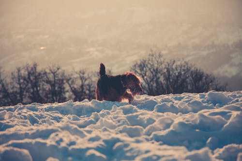 Fotografi Anjing Coklat Lapis Panjang Berdiri Di Lantai Tertutup Salju