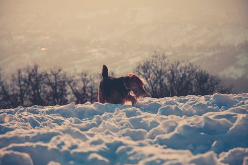 Foto d'estoc gratuïta de animal, boira, caní