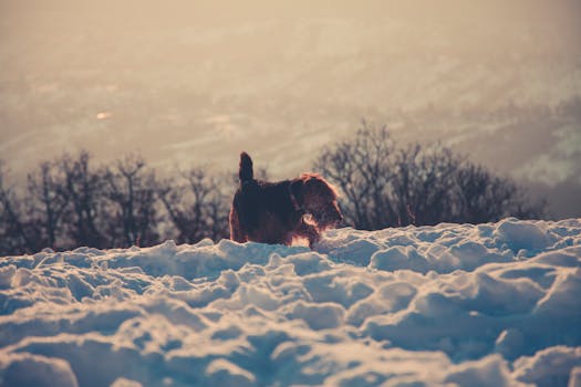 在风景优美的冬季背景下，一只狗在柔和的灯光下探索雪地地形