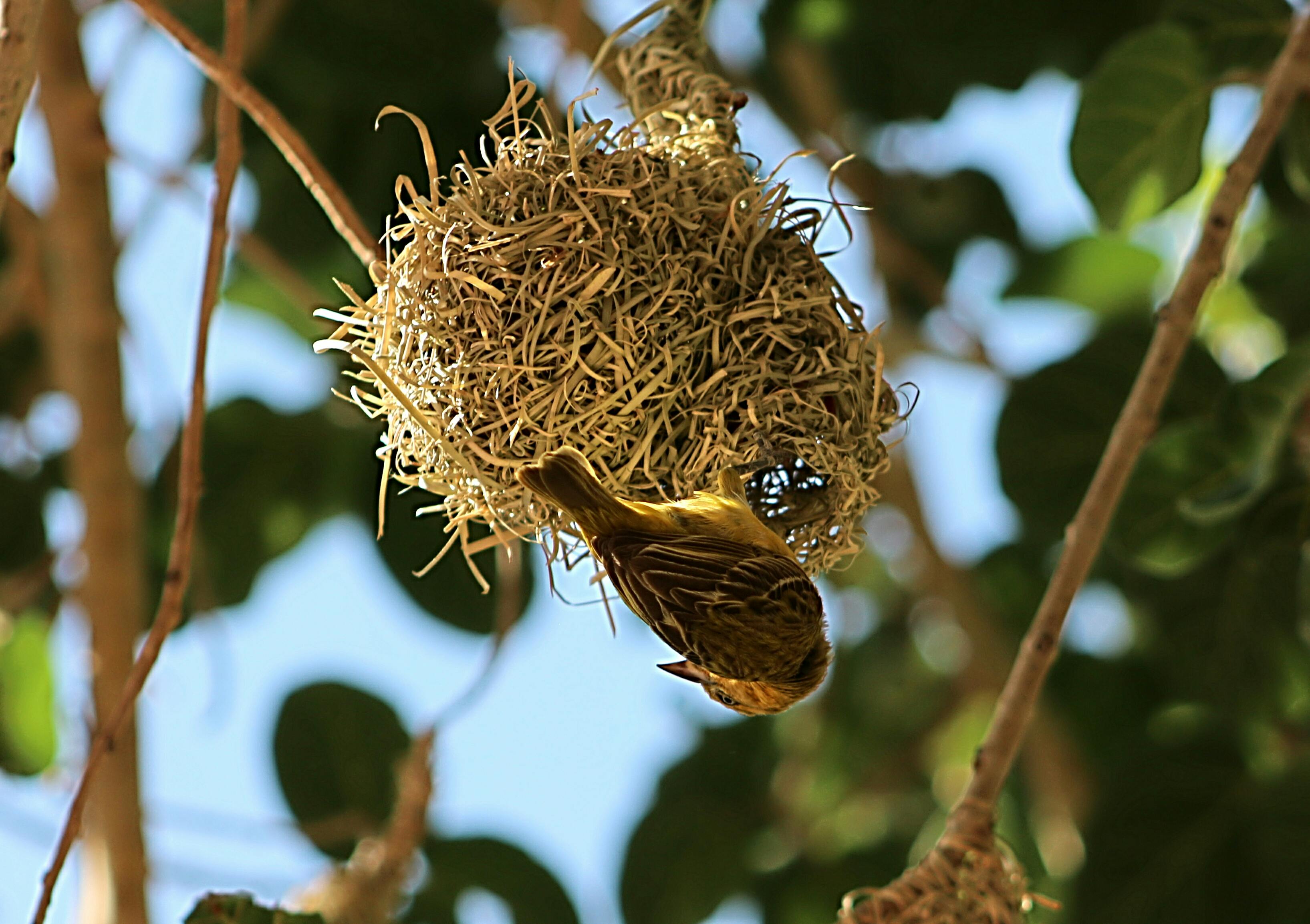 Staubläuse Nest