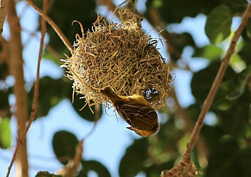 Free Sparrow Making Nest Stock Photo