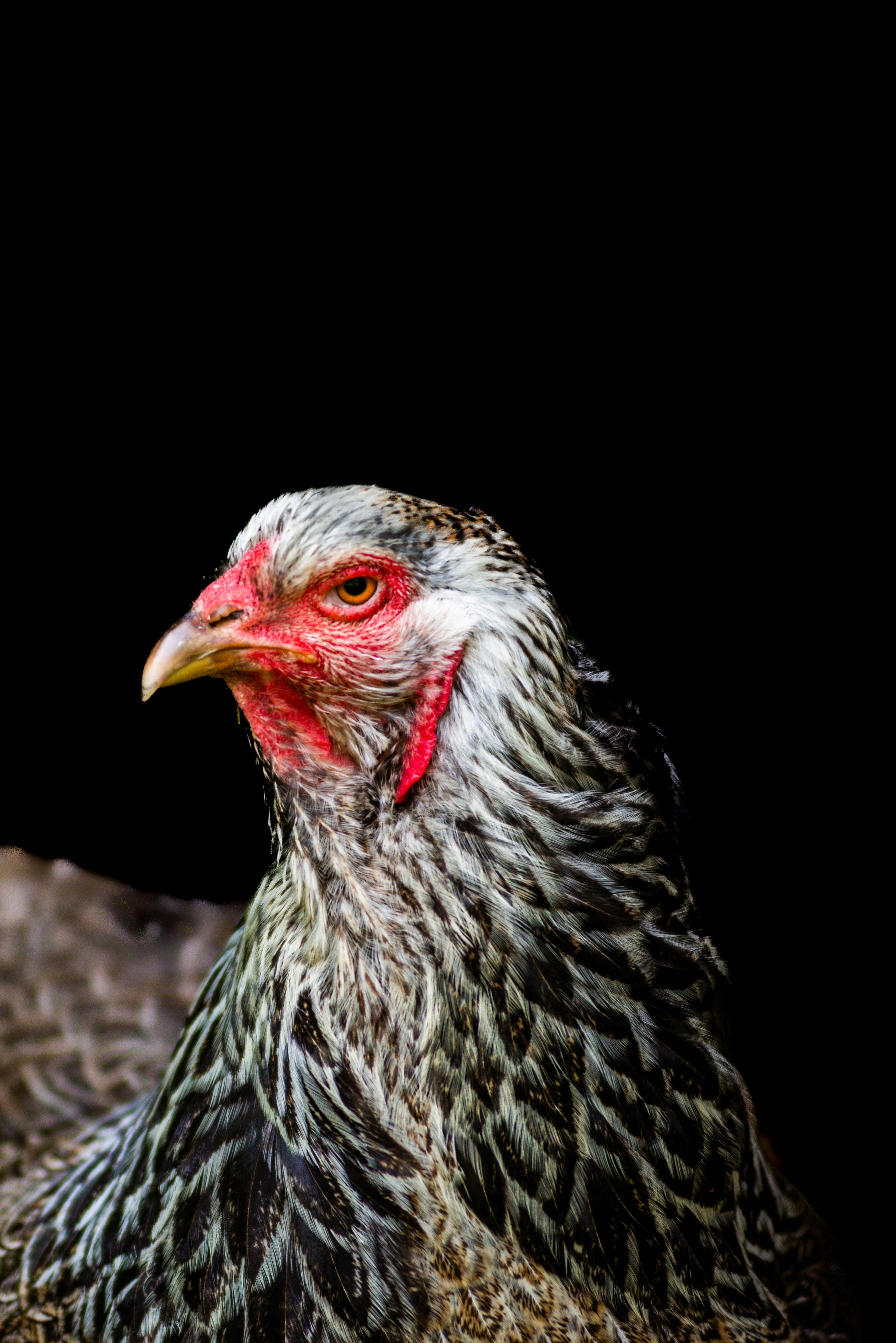 Hen with Chickens in Messy Country Yard · Free Stock Photo