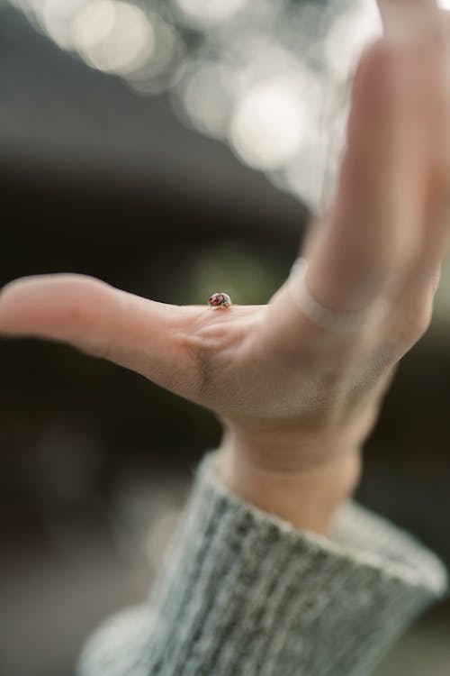 Free Bug on Person's Hand Stock Photo