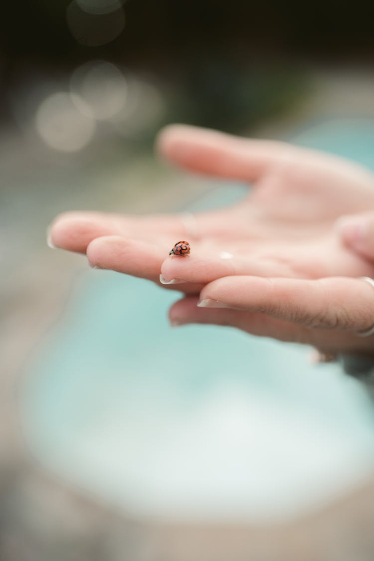 Ladybug On A Hand