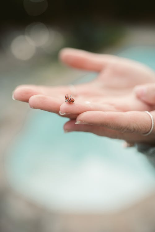 Close Up Photo of a Ladybug on a Person's Hand
