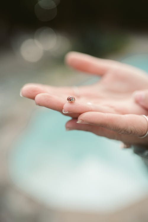 Close-Up Shot of a Labybug on a Person's Hand