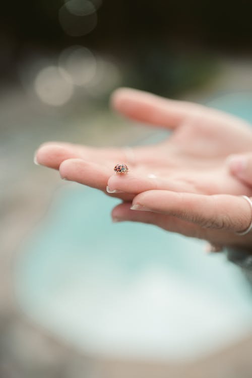 Kostenloses Stock Foto zu flacher fokus, hand, marienkäfer