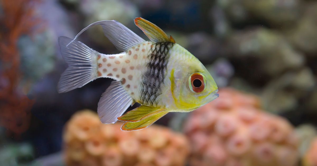 Detailed view of a pajama cardinalfish swimming in a coral reef aquarium.