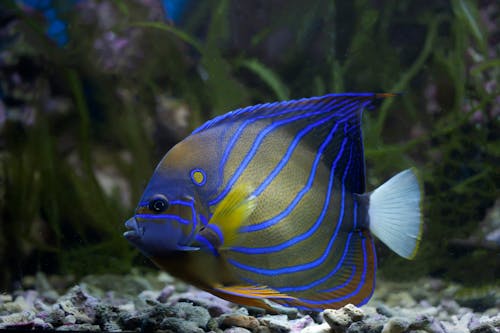 Free Close-Up Shot of a Blue and Yellow Tropical Fish Stock Photo
