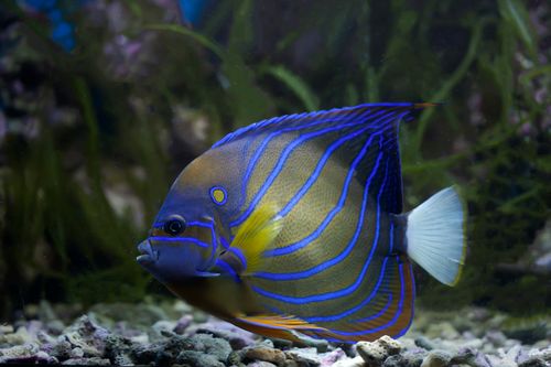 Free Close-up of a vibrant Regal Angelfish swimming in an aquarium setting. Stock Photo