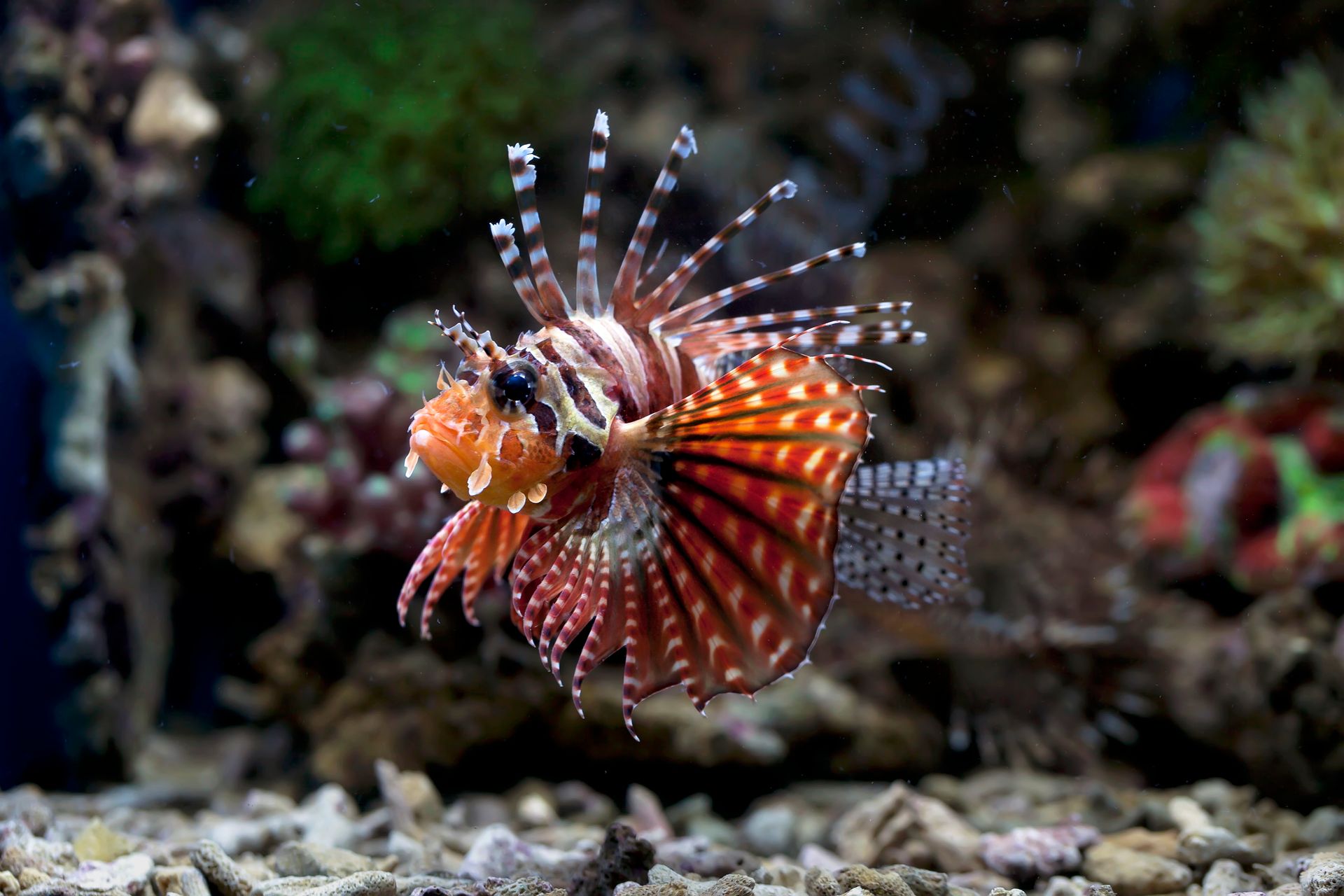 Underwater at Sandnes Macro Reef