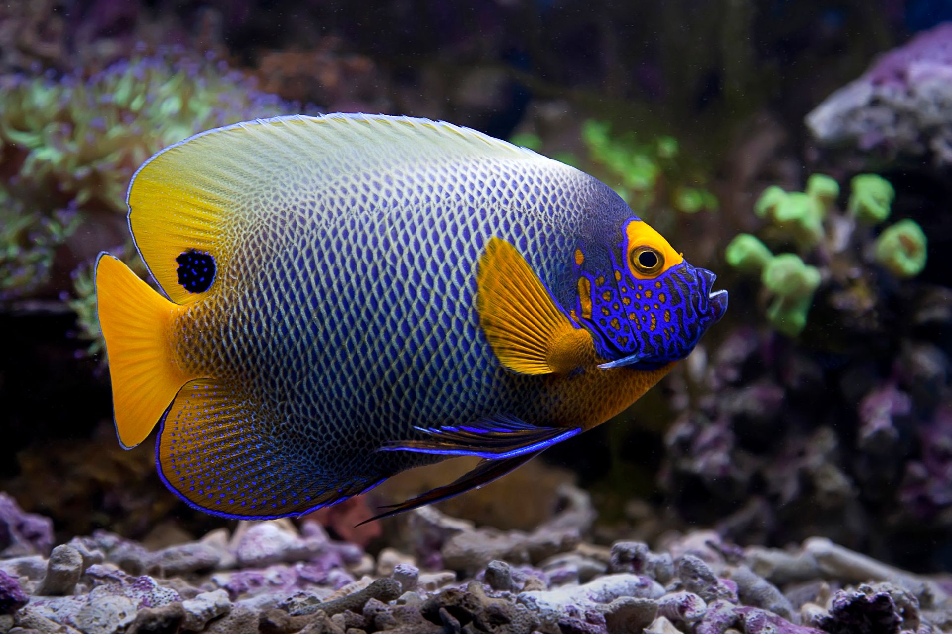 Detailed close-up of a Blueface Angelfish swimming through a vibrant coral reef.