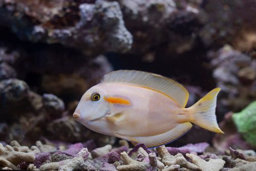 La Vedova Reef