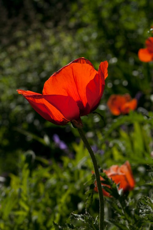Close Up Shot of Red Poppy