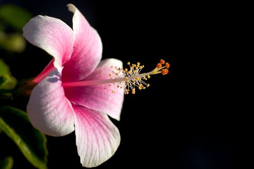 Free Vivid pink hibiscus flower with prominent stamen against a dark backdrop. Stock Photo