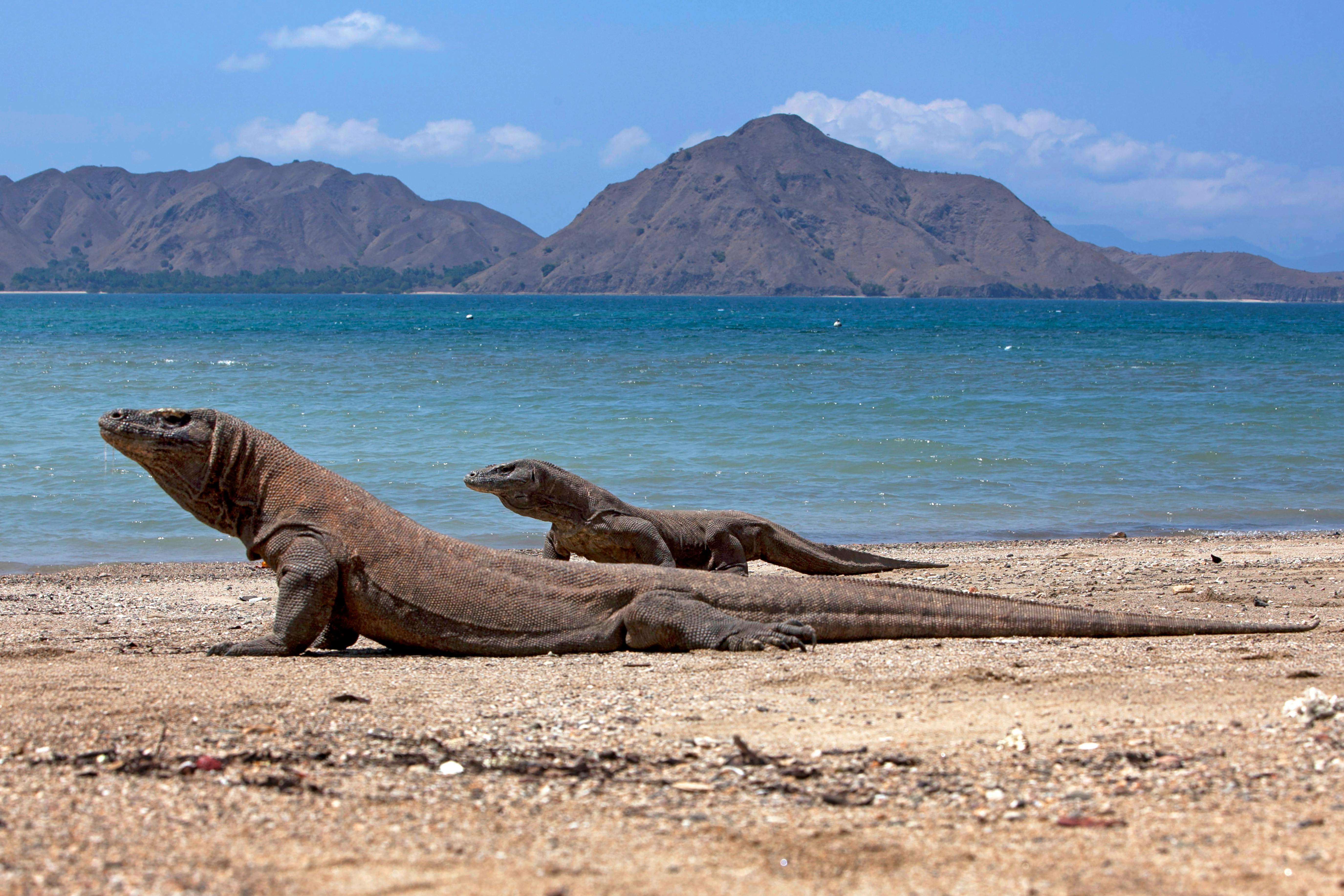 A Komodo dragon walks across a dry savanna landscape in Komodo National Park; meanwhile, rolling hills and sparse trees stretch into the distance under a clear blue sky, highlighting the park’s rugged and natural environment.