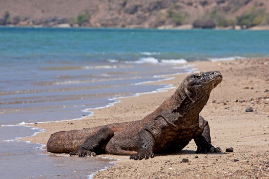 A Komodo dragon resting on a sandy beach with the ocean in the background.