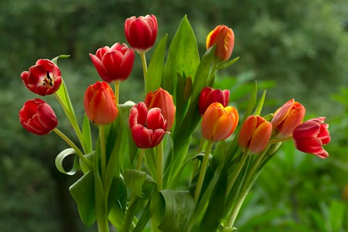 Free Close Up Shot of Tulips Stock Photo