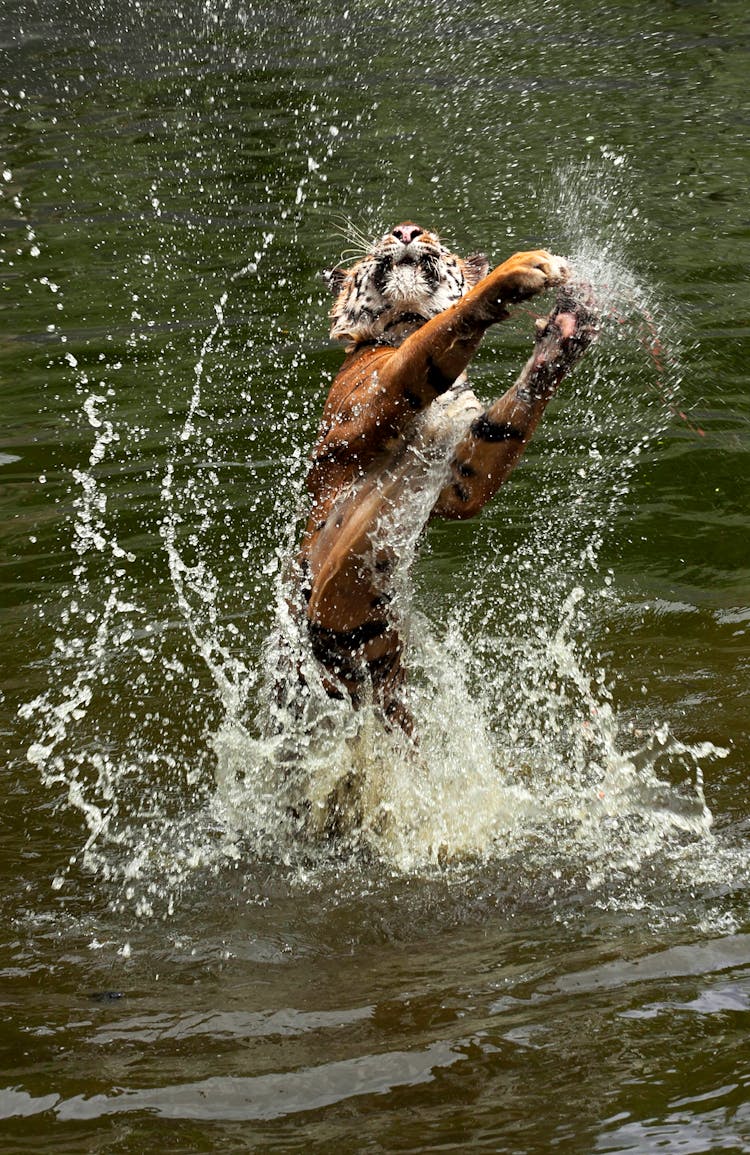 Tiger In The Body Of Water 