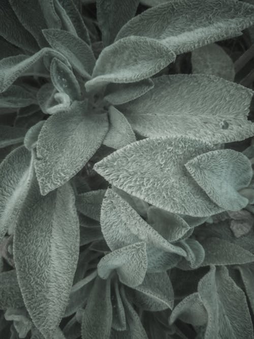 Close-Up Shot of Leaves