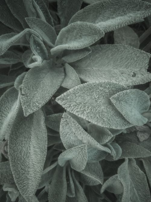 Free An artistic close-up of soft, textured plant leaves showcasing natural beauty. Stock Photo