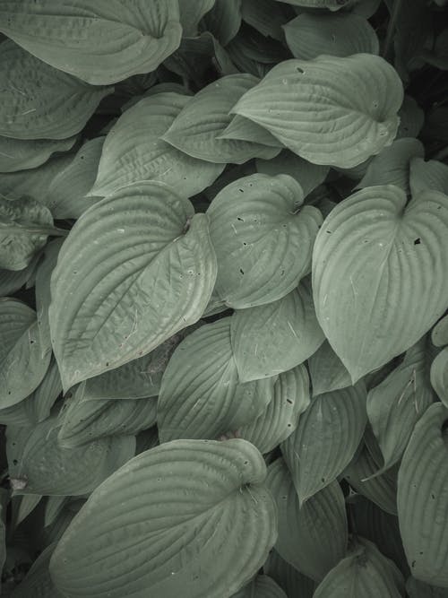 Close-Up Shot of Leaves