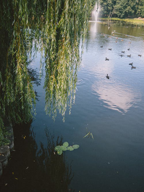 Foto d'estoc gratuïta de arbres, estany, estiu