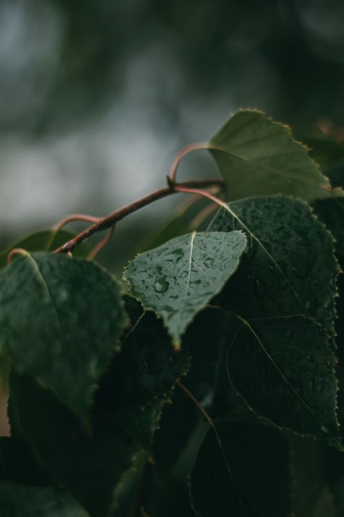 Free Close-up view of green leaves with raindrops after a rainstorm in Rostov-on-Don. Stock Photo