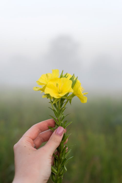 Free A Person Holding Yellow Flowers Stock Photo