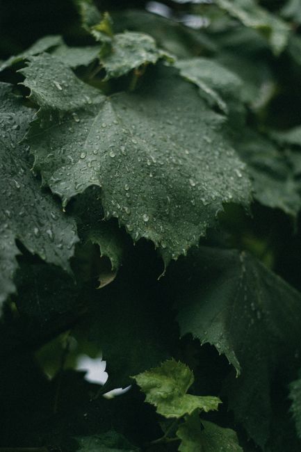 Detailed close-up of green leaves with water droplets after rain in an outdoor setting.