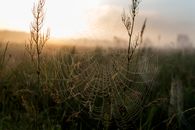 Spider Web With Water Droplets during Sunset