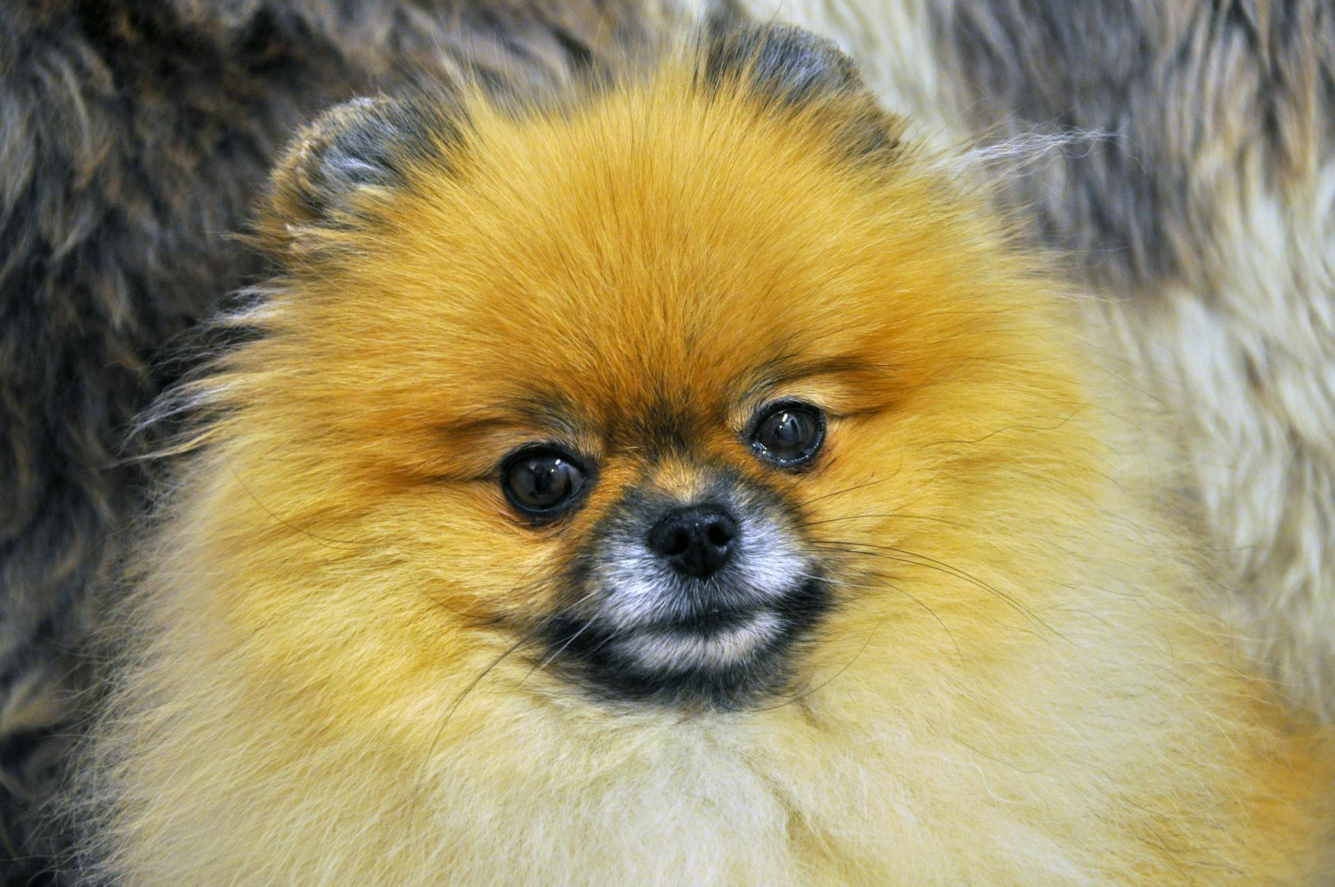 Brown and White Pomeranian Dog