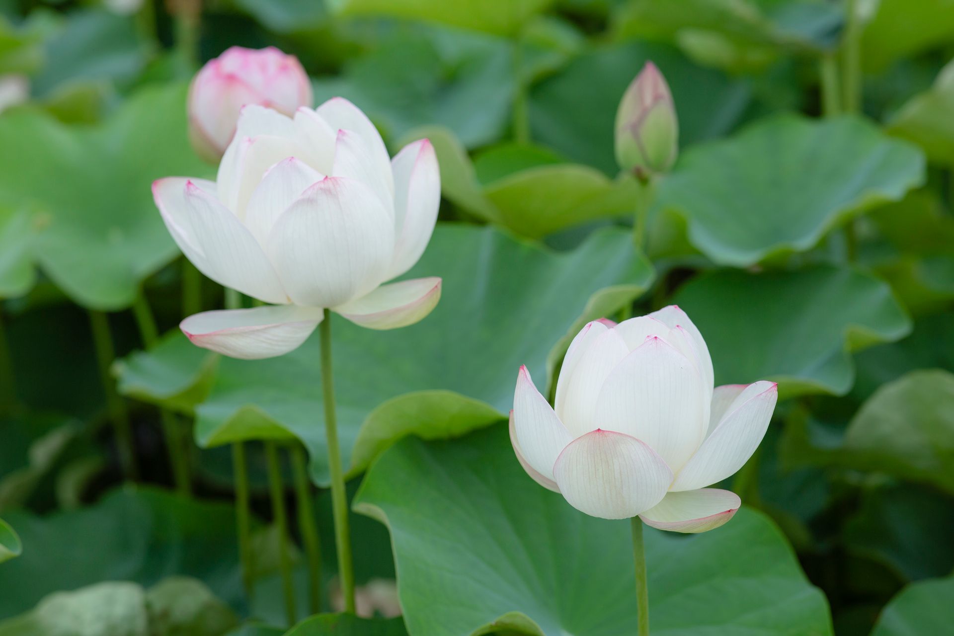 Elegant white lotus flowers with pink tips blooming amidst green leaves.
