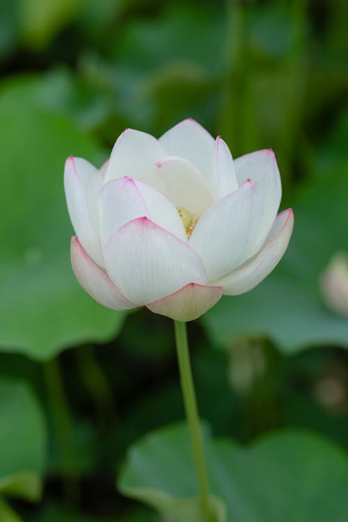 Základová fotografie zdarma na téma "indický lotus", detail, květ