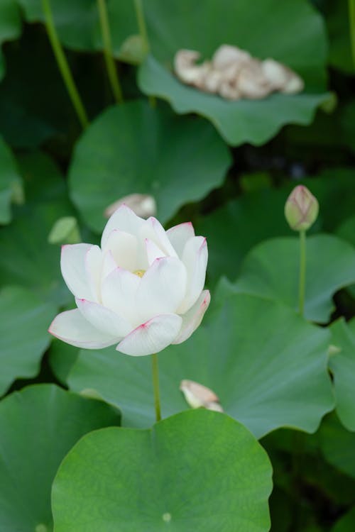 Základová fotografie zdarma na téma "indický lotus", detail, květ