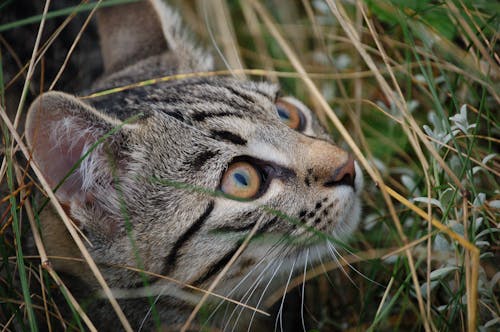 Free A Tabby Cat on Green Grass Field Stock Photo